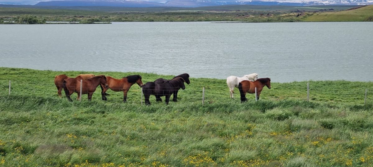 Ausflugsfoto - in Akureyri - Island - Nordeuropa - Kreuzfahrt mit AIDAluna - 2026 - Bild 5