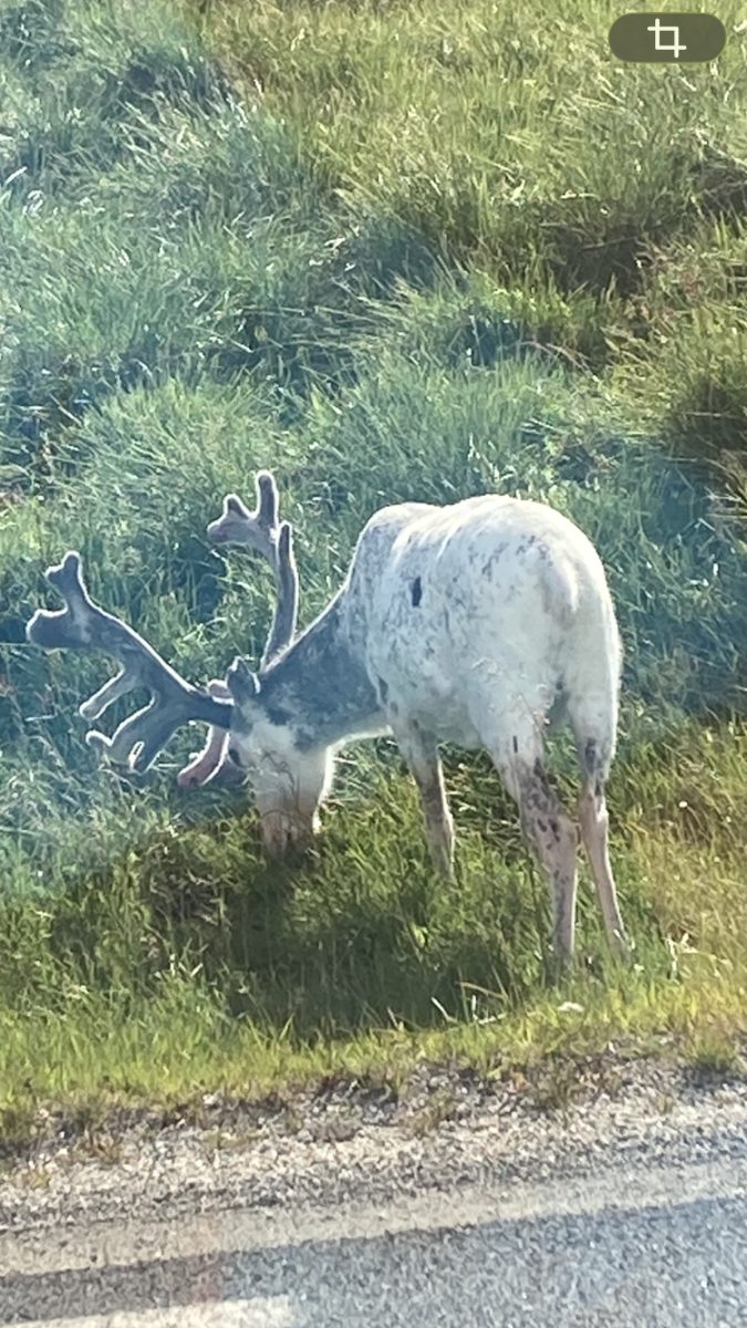 Ausflugsfoto - in Akureyri - Island - Nordeuropa - Kreuzfahrt mit AIDAluna - 2026 - Bild 7