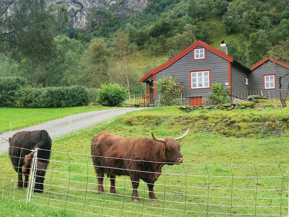 Ausflugsfoto - in Flåm - Norwegen - Nordeuropa - Kreuzfahrt mit AIDAnova - 2026 - Bild 2