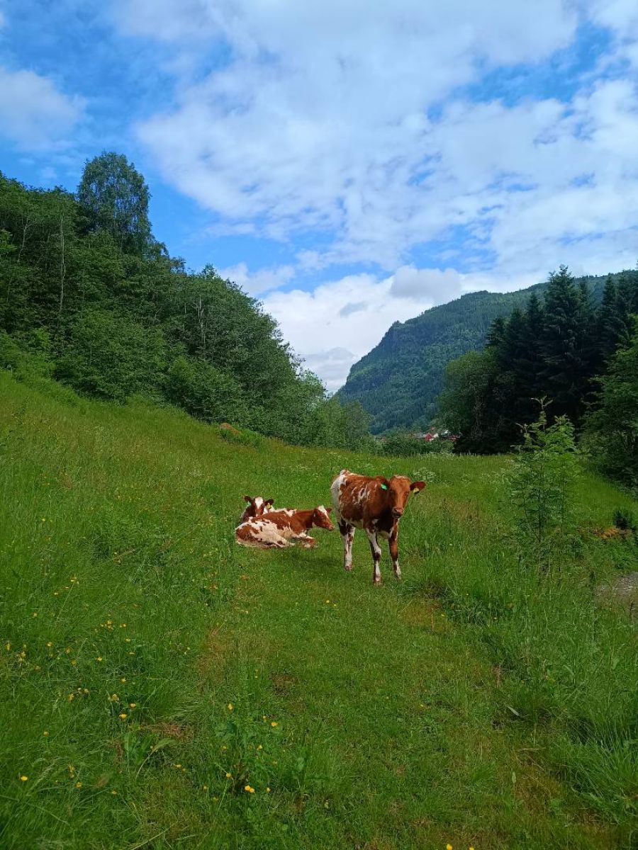 Ausflugsfoto - in Vik - Norwegen - Nordeuropa - Kreuzfahrt mit AIDAsol - 2025 - Bild 2