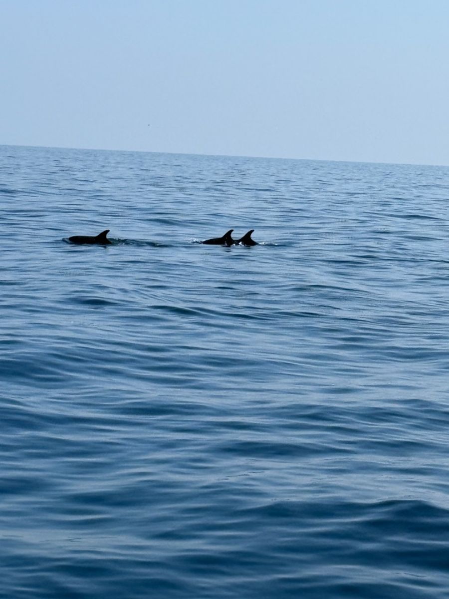 Ausflugsfoto - in Maskat - Oman - Orient - Kreuzfahrt mit AIDAprima - 2025