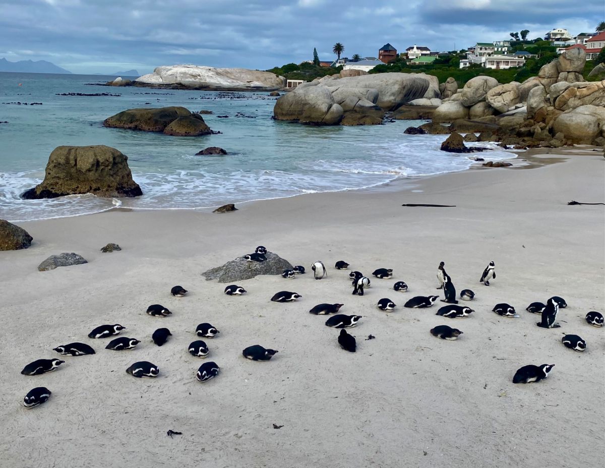 Ausflugsfoto - in Kapstadt - Südafrika - Indischer Ozean - Kreuzfahrt mit AIDAstella - Region Afrika - 2025 - Bild 3