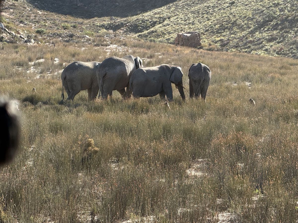 Ausflugsfoto - in Kapstadt - Südafrika - Indischer Ozean - Kreuzfahrt mit AIDAstella - Region Afrika - 2025 - Bild 3