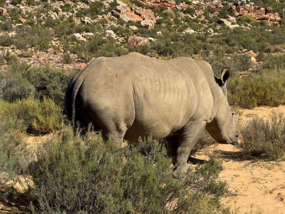 Ausflugsfoto - in Kapstadt - Südafrika - Indischer Ozean - Kreuzfahrt mit AIDAstella - Region Afrika - 2025 - Bild 4