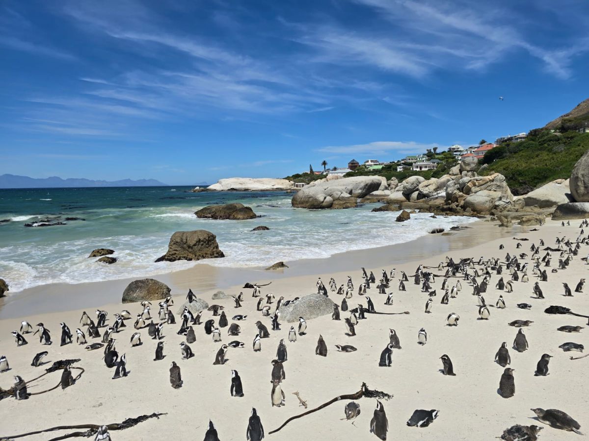 Ausflugsfoto - in Kapstadt - Südafrika - Indischer Ozean - Kreuzfahrt mit AIDAstella - Region Afrika - 2024 - Bild 2