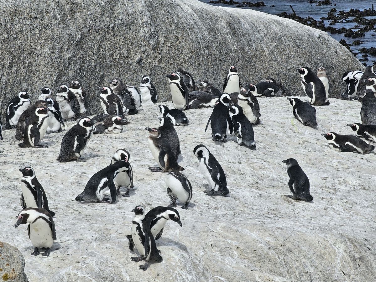 Ausflugsfoto - in Kapstadt - Südafrika - Indischer Ozean - Kreuzfahrt mit AIDAstella - Region Afrika - 2024 - Bild 2