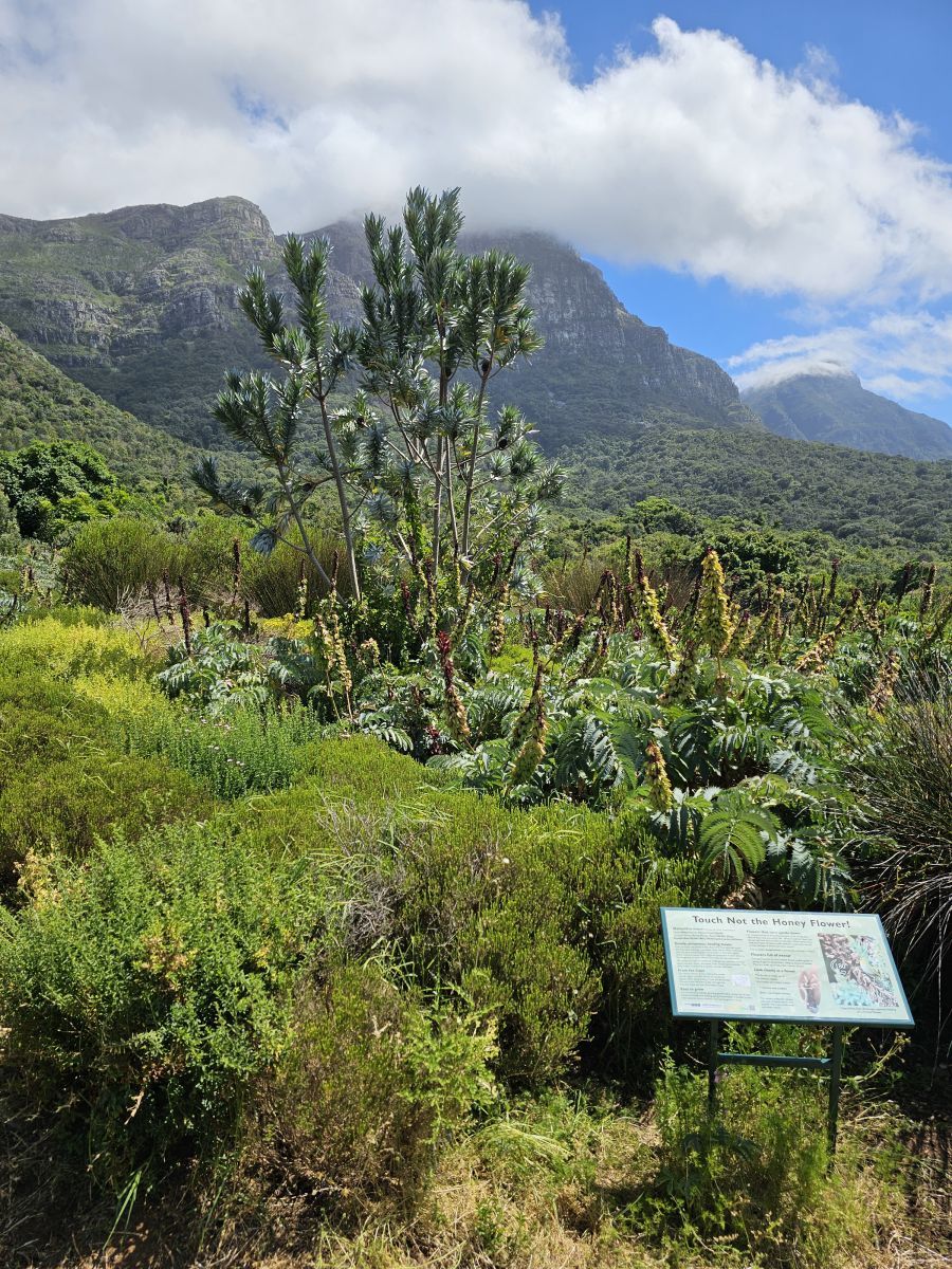 Ausflugsfoto - in Kapstadt - Südafrika - Indischer Ozean - Kreuzfahrt mit AIDAstella - Region Afrika - 2024 - Bild 3