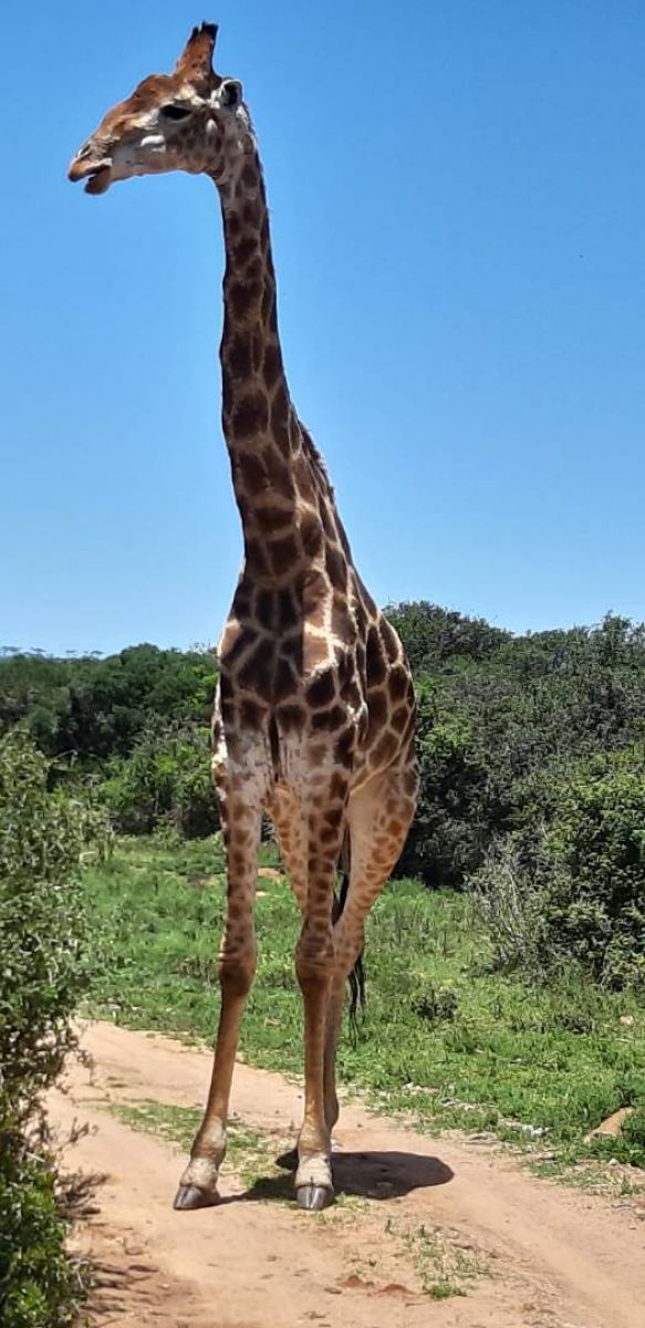 Ausflugsfoto - in Port Elizabeth - Südafrika - Indischer Ozean - Kreuzfahrt mit AIDAstella - Region Afrika - 2024