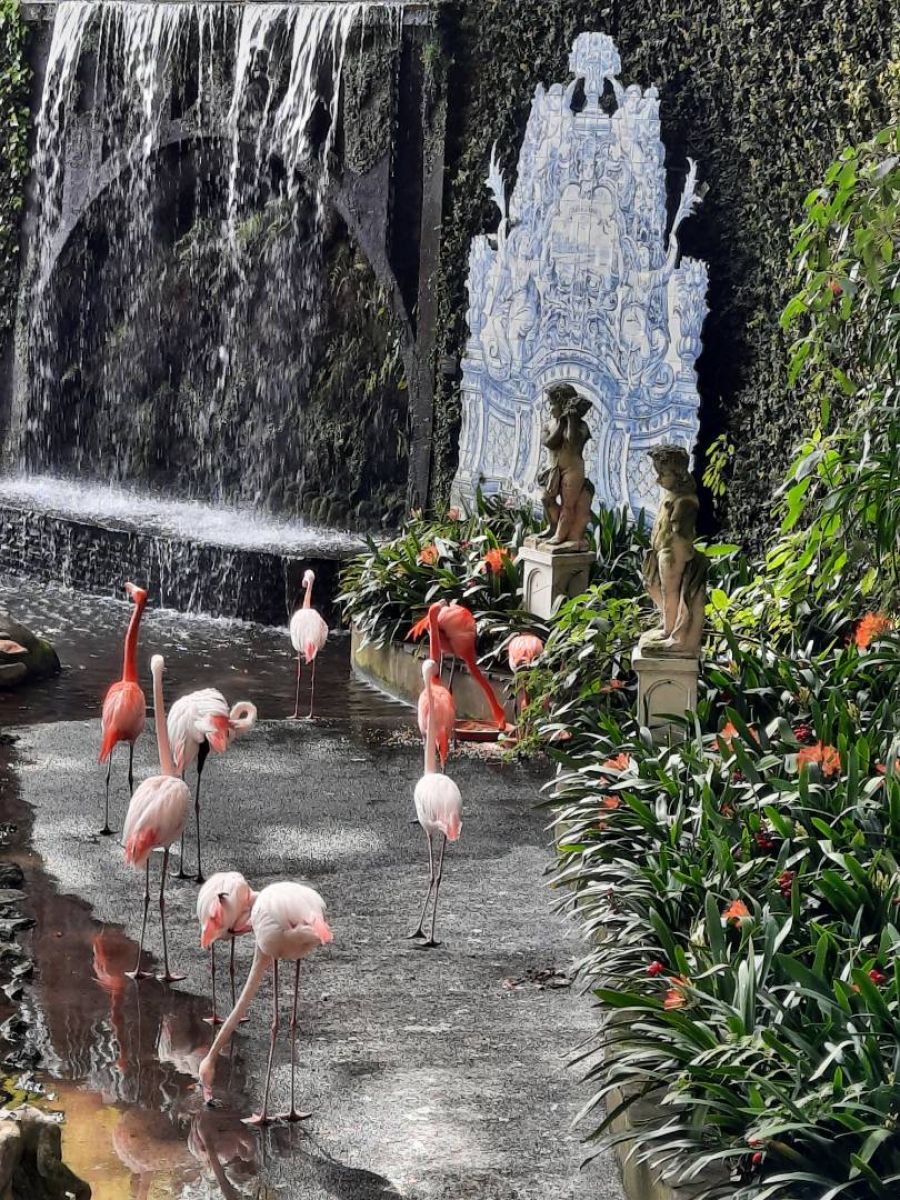 Ausflugsfoto - in Funchal - Madeira - Portugal - Kanaren - Kreuzfahrt mit AIDAcosma - 2025