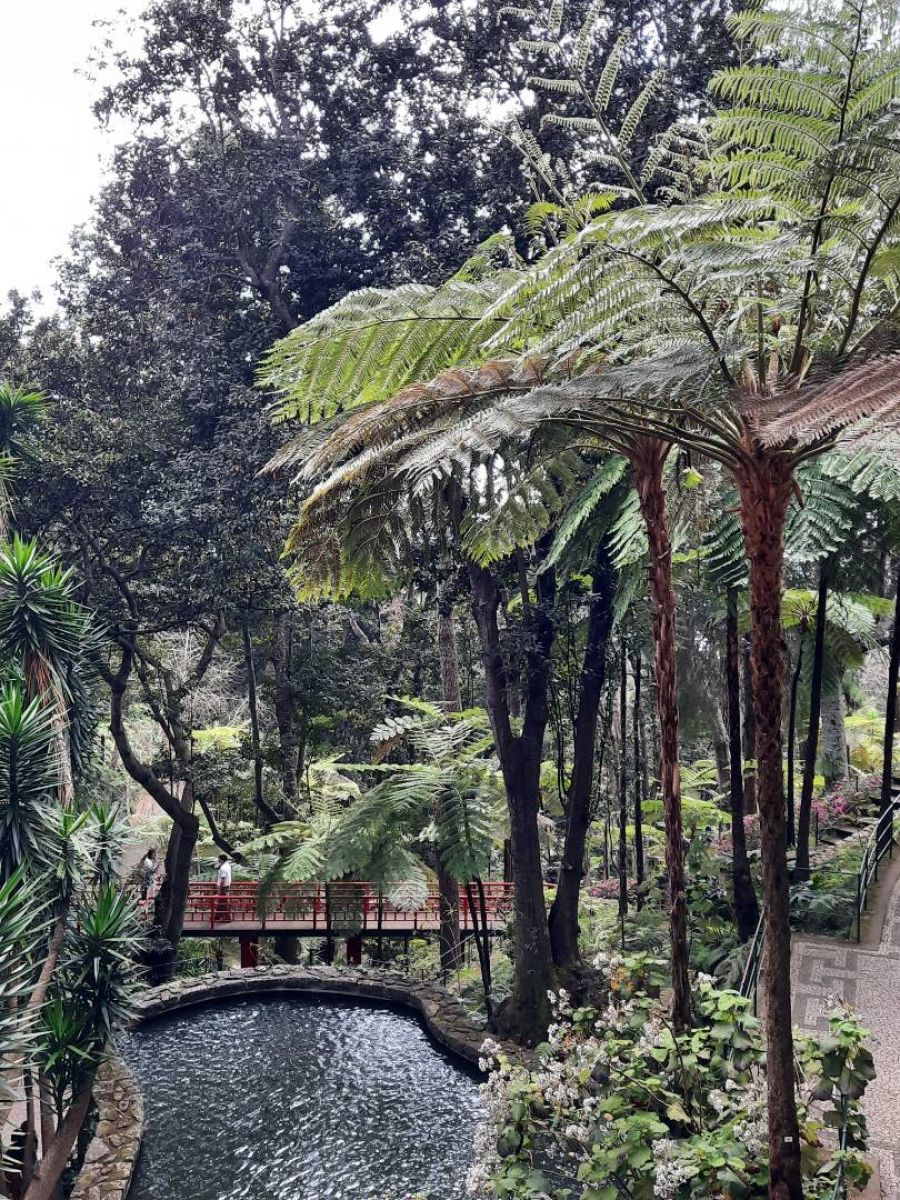 Ausflugsfoto - in Funchal - Madeira - Portugal - Kanaren - Kreuzfahrt mit AIDAcosma - 2025 - Bild 2