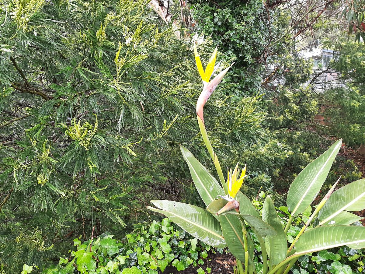 Ausflugsfoto - in Funchal - Madeira - Portugal - Kanaren - Kreuzfahrt mit Mein Schiff 7 - 2026 - Bild 2