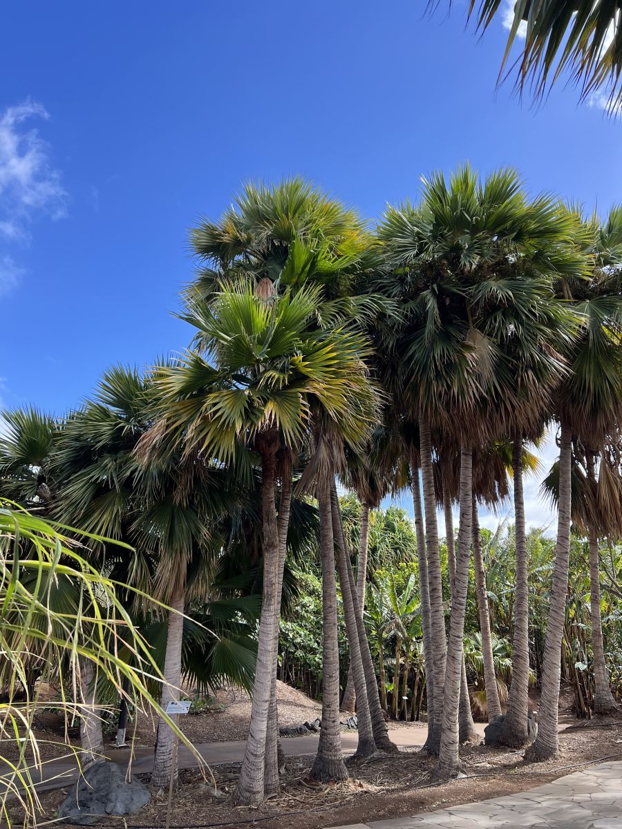 Ausflugsfoto - in Santa Cruz de Tenerife - Spanien - Kanaren - Kreuzfahrt mit AIDAluna - 2026 - Bild 2
