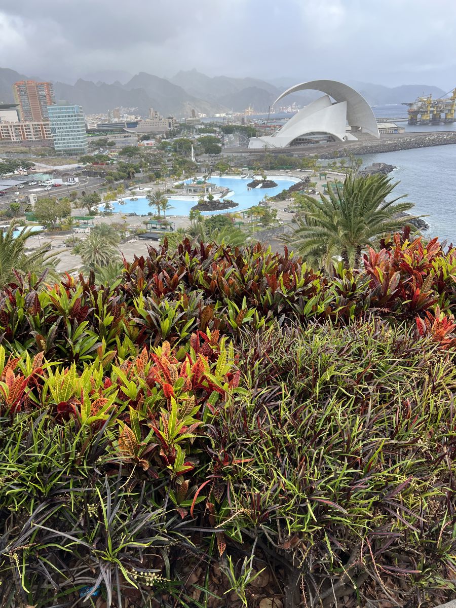 Ausflugsfoto - in Santa Cruz de Tenerife - Spanien - Kanaren - Kreuzfahrt mit AIDAluna - 2026 - Bild 3