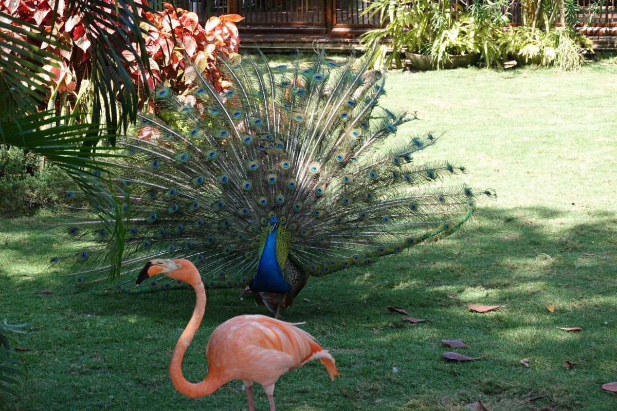 Ausflugsfoto - in Cartagena - Kolumbien - Karibik - Kreuzfahrt mit AIDAblu - 2026 - Bild 3
