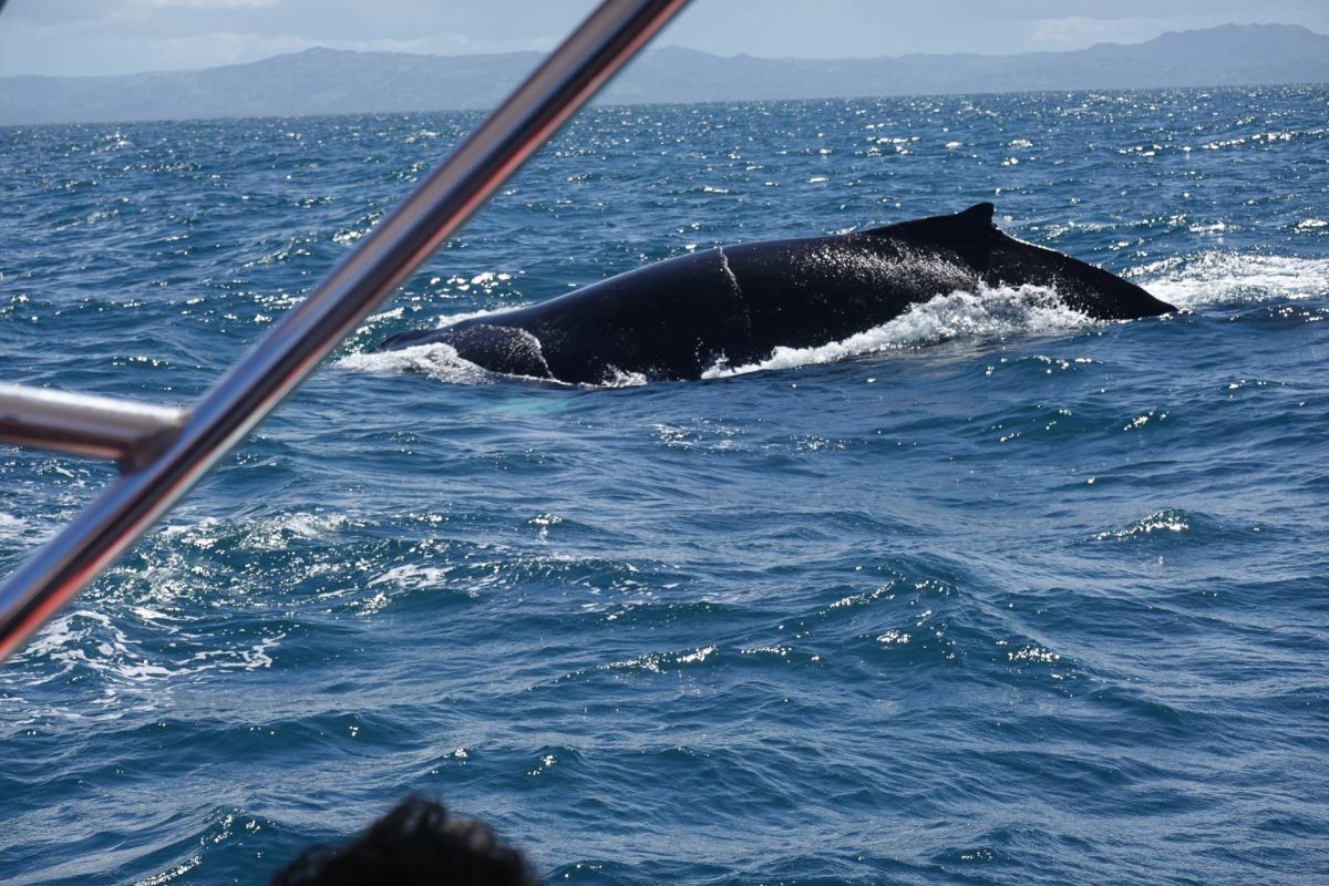 Ausflugsfoto - in Cartagena - Kolumbien - Karibik - Kreuzfahrt mit AIDAblu - 2026 - Bild 8