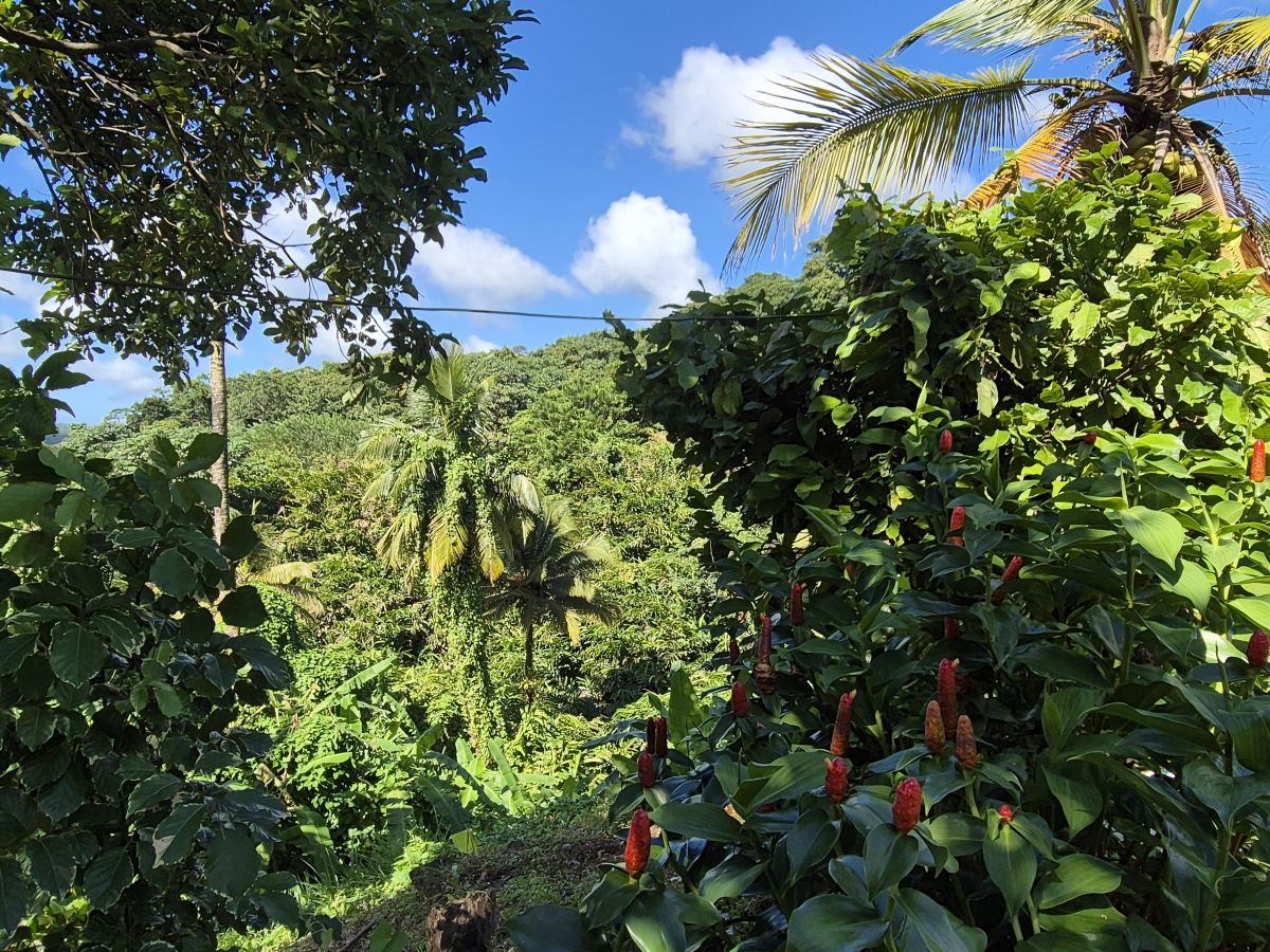 Ausflugsfoto - in Fort-de-France - Martinique - Karibik - Kreuzfahrt mit AIDAperla - 2025 - Bild 4