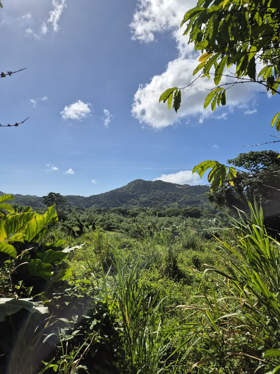 Ausflugsfoto - in Fort-de-France - Martinique - Karibik - Kreuzfahrt mit AIDAperla - 2025 - Bild 5