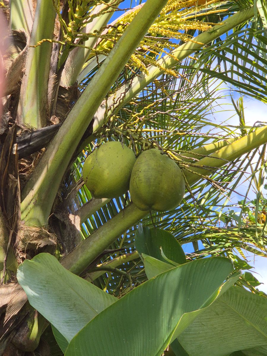 Ausflugsfoto - in Fort-de-France - Martinique - Karibik - Kreuzfahrt mit AIDAperla - 2025 - Bild 7