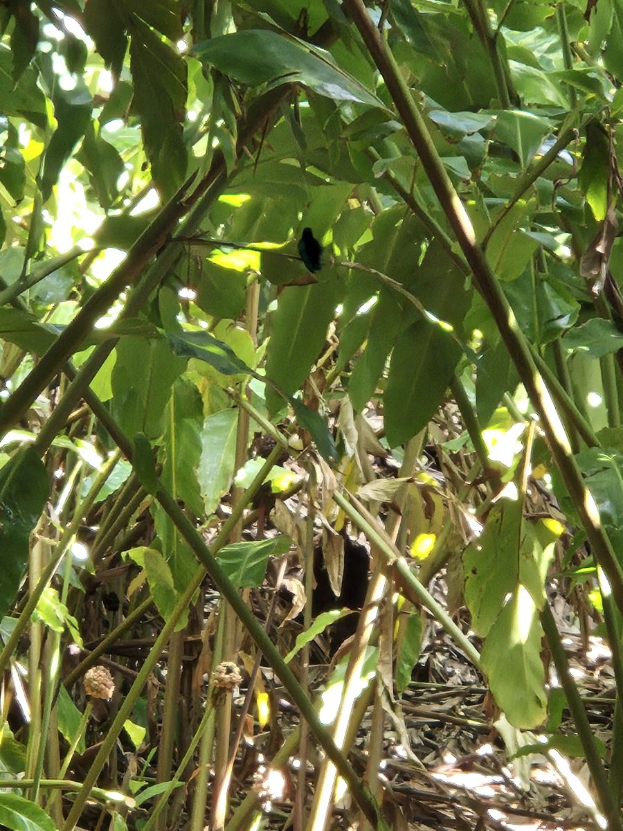 Ausflugsfoto - in Fort-de-France - Martinique - Karibik - Kreuzfahrt mit AIDAperla - 2025 - Bild 8