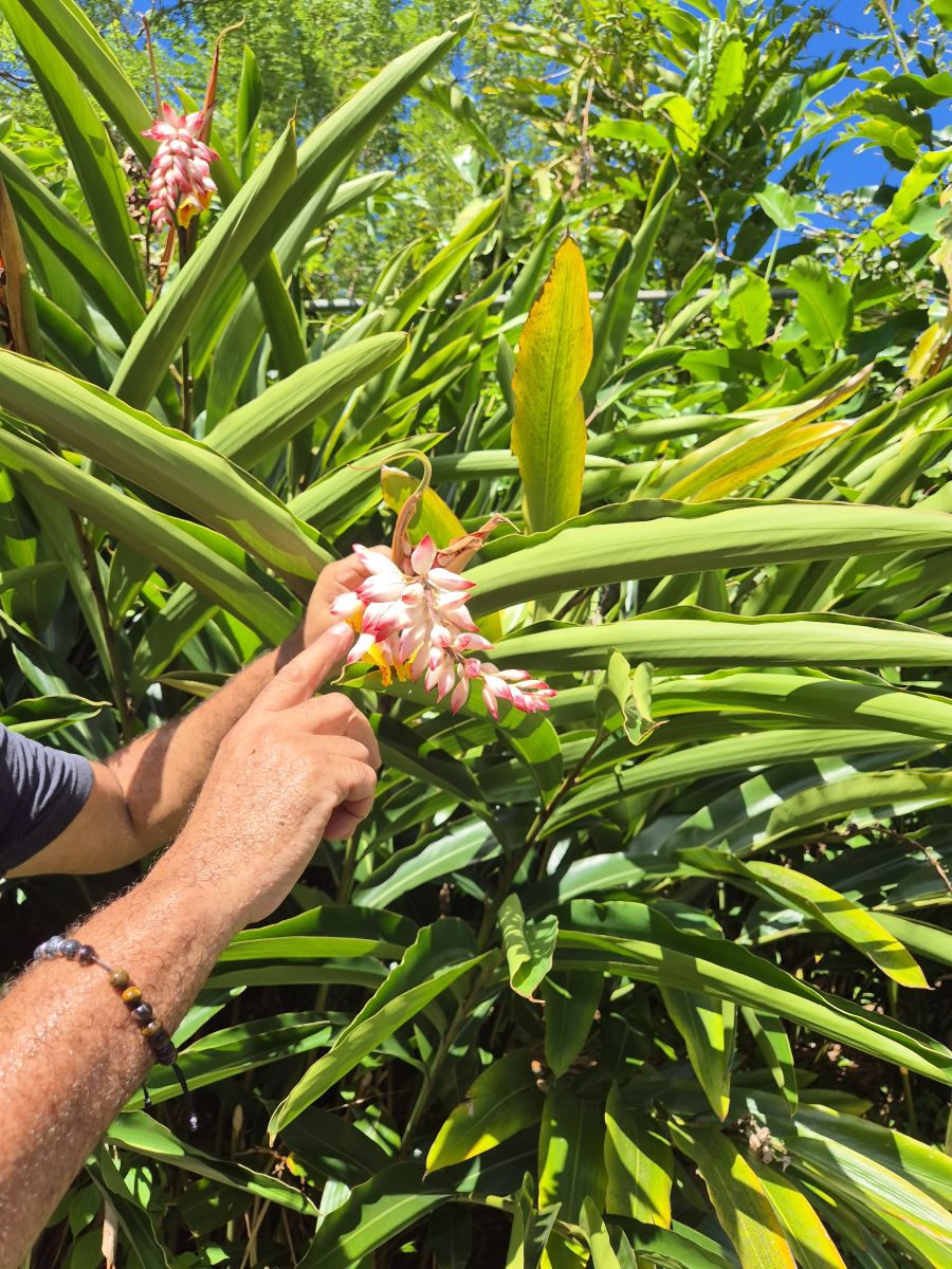 Ausflugsfoto - in Fort-de-France - Martinique - Karibik - Kreuzfahrt mit AIDAperla - 2025 - Bild 9