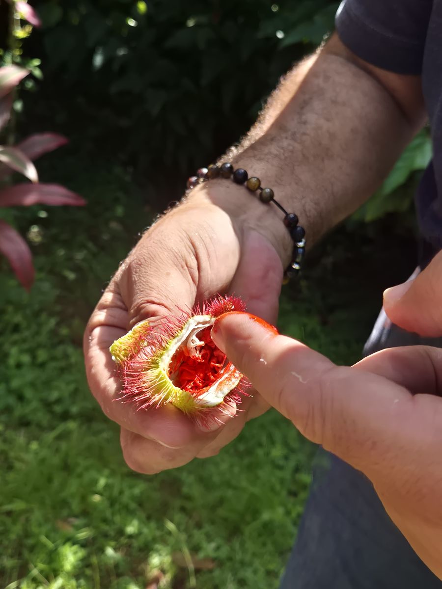Ausflugsfoto - in Fort-de-France - Martinique - Karibik - Kreuzfahrt mit AIDAperla - 2025 - Bild 10