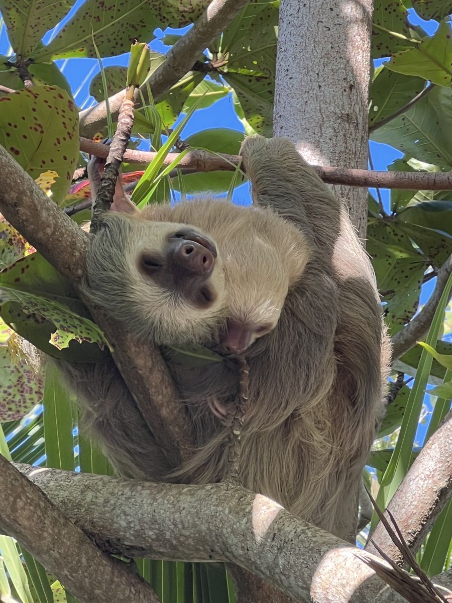 Ausflugsfoto - in Limón - Costa Rica - Karibik - Kreuzfahrt mit AIDAluna - 2024