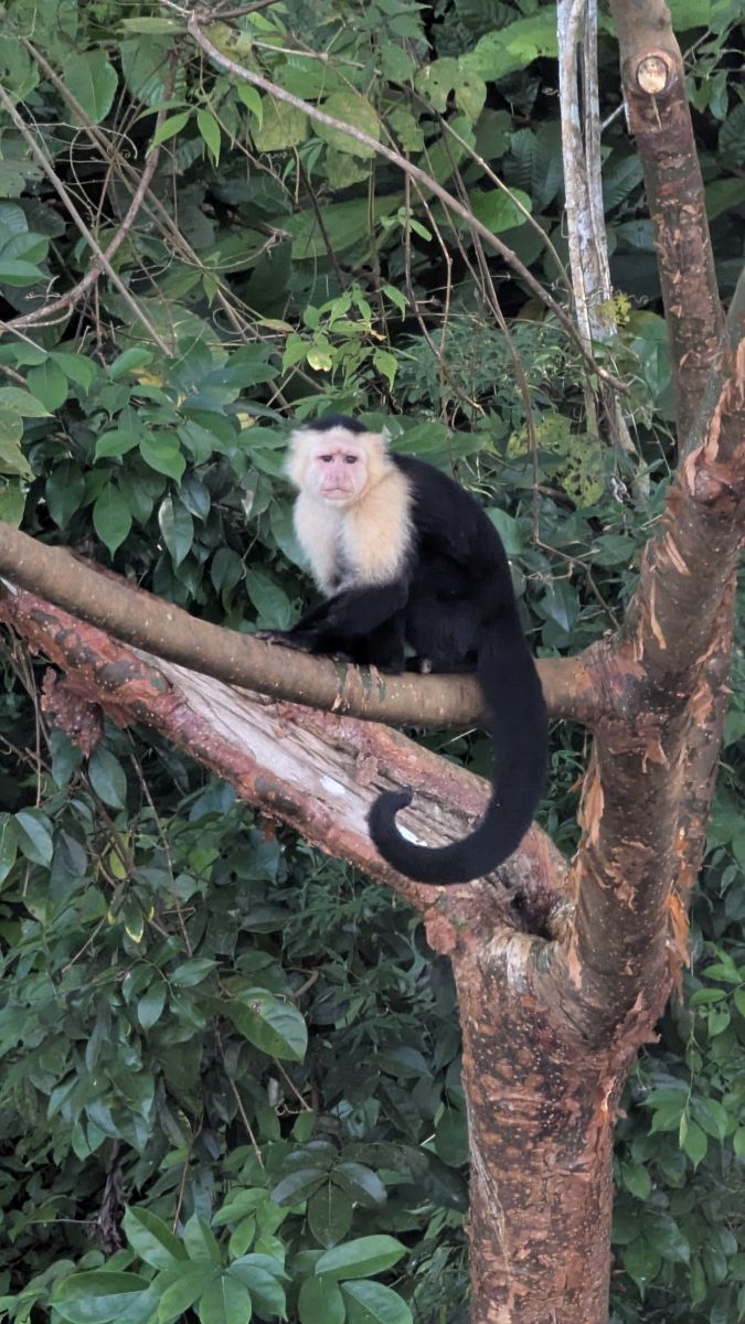 Ausflugsfoto - in Colón - Panama - Karibik - Kreuzfahrt mit AIDAsol - 2026 - Bild 4