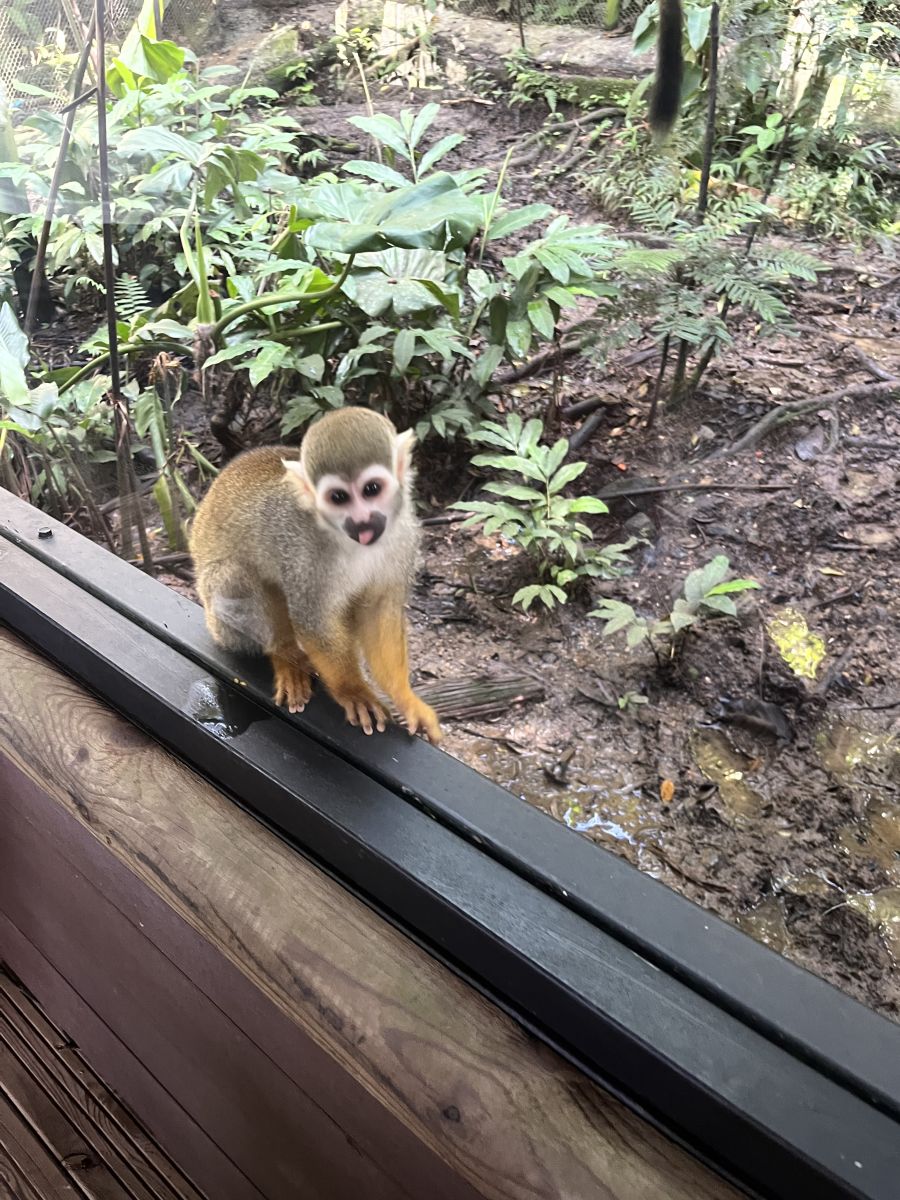 Ausflugsfoto - in Pointe-à-Pitre - Guadeloupe - Karibik - Kreuzfahrt mit AIDAblu - 2025