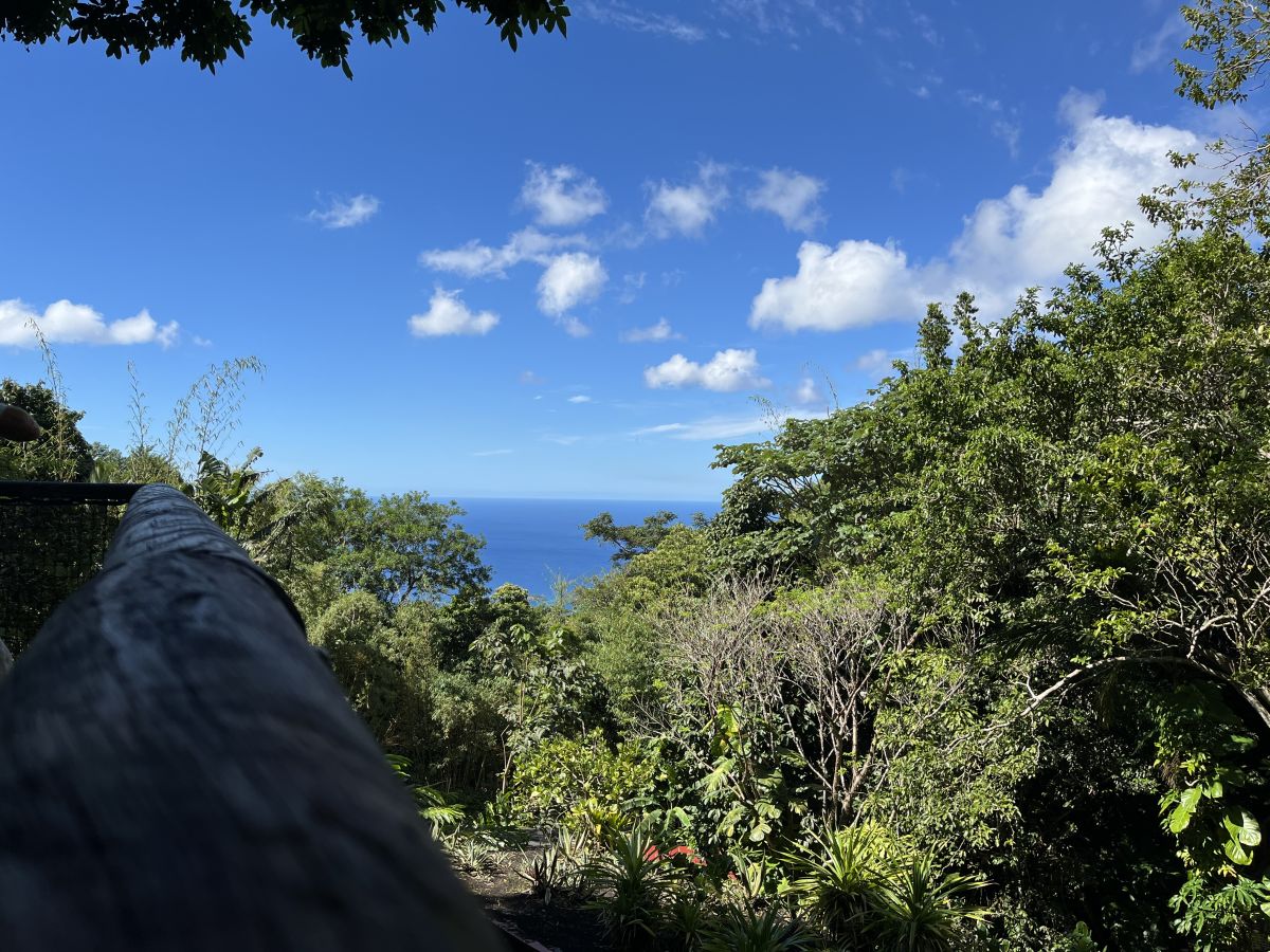 Ausflugsfoto - in Pointe-à-Pitre - Guadeloupe - Karibik - Kreuzfahrt mit AIDAblu - 2025 - Bild 2