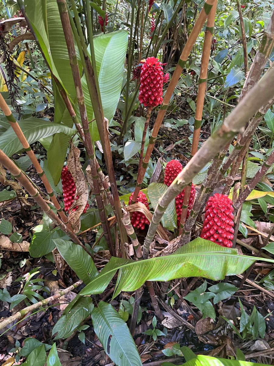 Ausflugsfoto - in Pointe-à-Pitre - Guadeloupe - Karibik - Kreuzfahrt mit AIDAblu - 2025 - Bild 3
