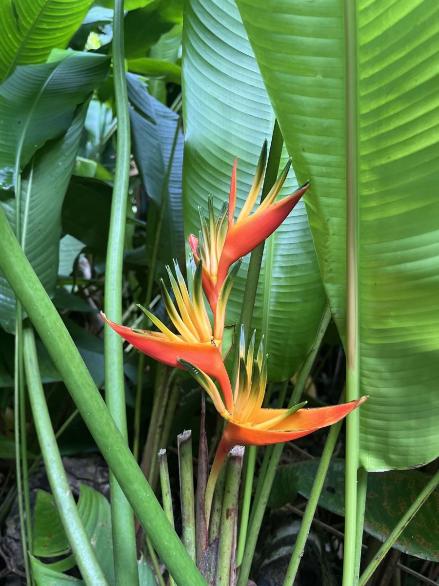 Ausflugsfoto - in Pointe-à-Pitre - Guadeloupe - Karibik - Kreuzfahrt mit AIDAblu - 2025 - Bild 4