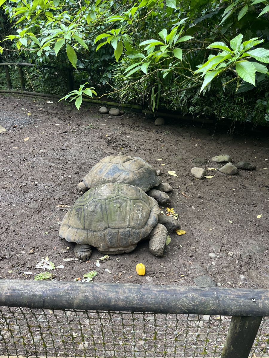 Ausflugsfoto - in Pointe-à-Pitre - Guadeloupe - Karibik - Kreuzfahrt mit AIDAblu - 2025 - Bild 5