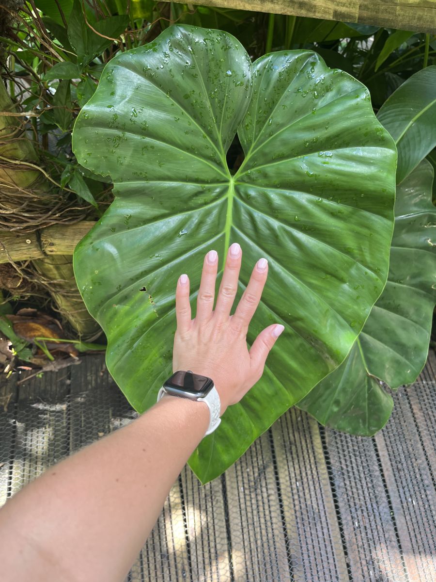 Ausflugsfoto - in Pointe-à-Pitre - Guadeloupe - Karibik - Kreuzfahrt mit AIDAblu - 2025 - Bild 6