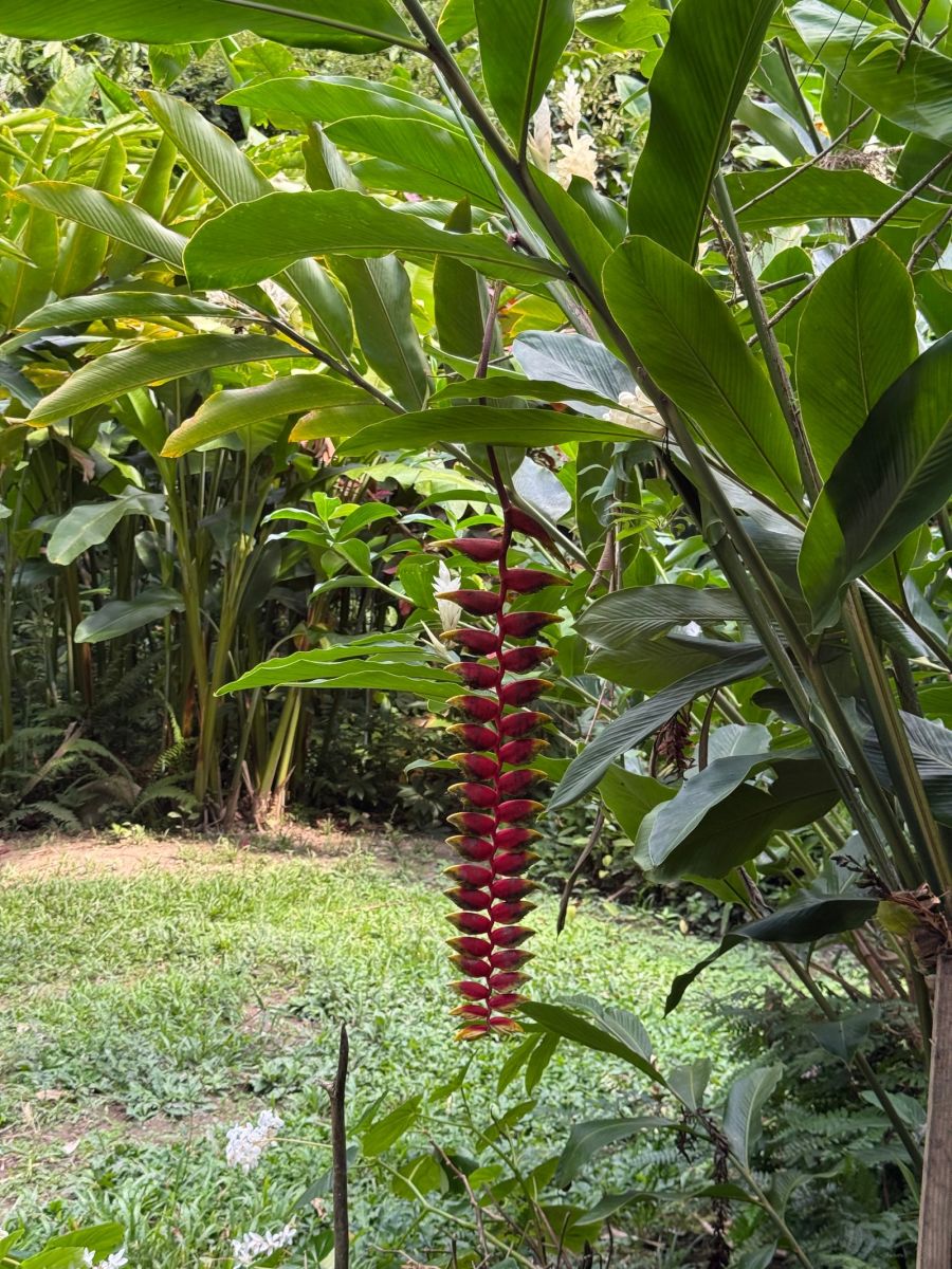 Ausflugsfoto - in Castries - Saint Lucia - Karibik - Kreuzfahrt mit AIDAblu - 2025 - Bild 4