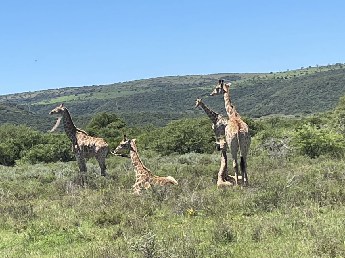 Kabinenfoto - auf AIDAstella - Balkonkabine - Nummer 8249 - Kreuzfahrt Afrika - 2024 - Bild 6